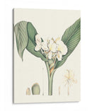 Suave Tropical V - George Smith | Cuadro decorativo de Canvas Lab