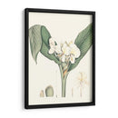 Suave Tropical V - George Smith | Cuadro decorativo de Canvas Lab