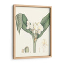 Suave Tropical V - George Smith | Cuadro decorativo de Canvas Lab