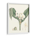 Suave Tropical V - George Smith | Cuadro decorativo de Canvas Lab