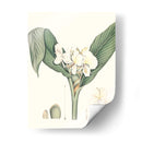 Suave Tropical V - George Smith | Cuadro decorativo de Canvas Lab