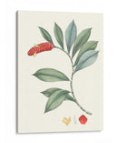 Suave Tropical Vi - George Smith | Cuadro decorativo de Canvas Lab