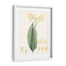Tropical Suave Vii - George Smith | Cuadro decorativo de Canvas Lab