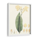 Tropical Suave Vii - George Smith | Cuadro decorativo de Canvas Lab