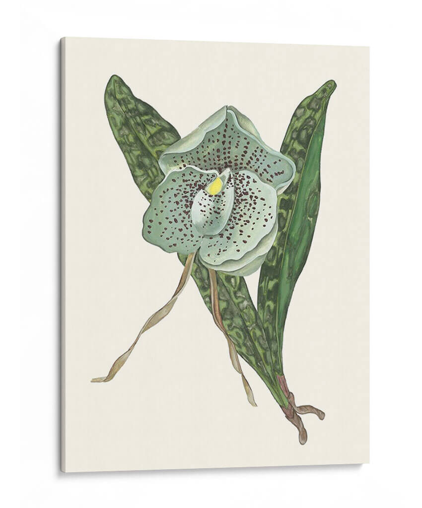 Pantalla De Orquídea I - Melissa Wang | Cuadro decorativo de Canvas Lab