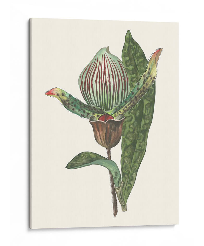 Pantalla De Orquídeas Iii - Melissa Wang | Cuadro decorativo de Canvas Lab