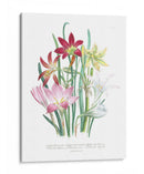 Lily Garden I - Jane Loudon | Cuadro decorativo de Canvas Lab
