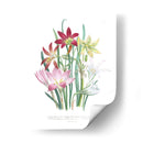 Lily Garden I - Jane Loudon | Cuadro decorativo de Canvas Lab