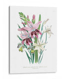 Lily Garden Ii - Jane Loudon | Cuadro decorativo de Canvas Lab