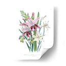 Lily Garden Ii - Jane Loudon | Cuadro decorativo de Canvas Lab