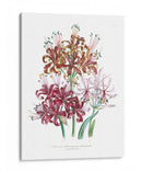 Lily Garden Iii - Jane Loudon | Cuadro decorativo de Canvas Lab