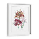 Lily Garden Iii - Jane Loudon | Cuadro decorativo de Canvas Lab
