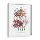 Lily Garden Iii - Jane Loudon | Cuadro decorativo de Canvas Lab