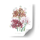 Lily Garden Iii - Jane Loudon | Cuadro decorativo de Canvas Lab
