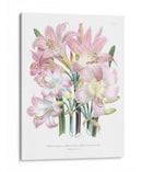 Lily Garden Iv - Jane Loudon | Cuadro decorativo de Canvas Lab
