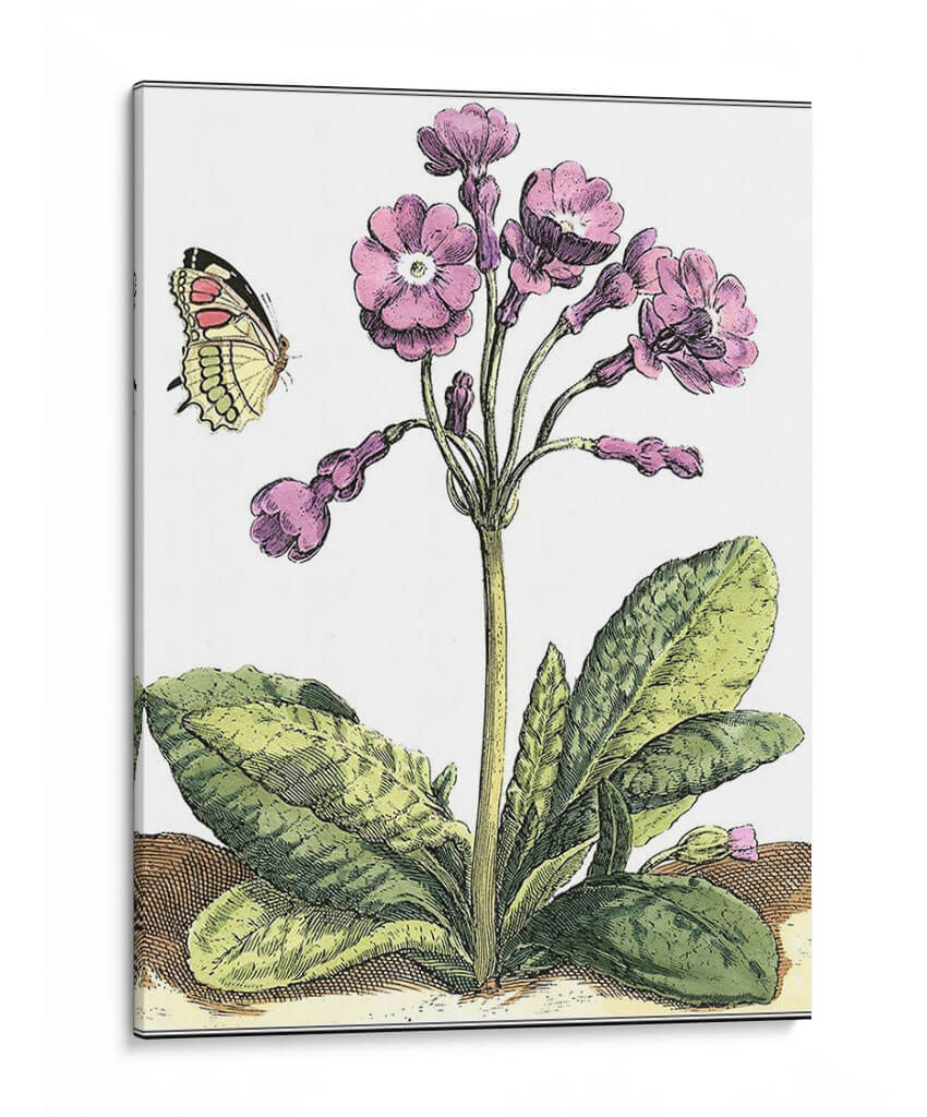 Viñeta De Jardín I - Johann De Bry | Cuadro decorativo de Canvas Lab