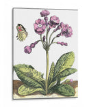 Viñeta De Jardín I - Johann De Bry | Cuadro decorativo de Canvas Lab