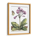 Viñeta De Jardín I - Johann De Bry | Cuadro decorativo de Canvas Lab