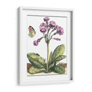 Viñeta De Jardín I - Johann De Bry | Cuadro decorativo de Canvas Lab