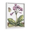 Viñeta De Jardín I - Johann De Bry | Cuadro decorativo de Canvas Lab