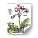 Viñeta De Jardín I - Johann De Bry | Cuadro decorativo de Canvas Lab