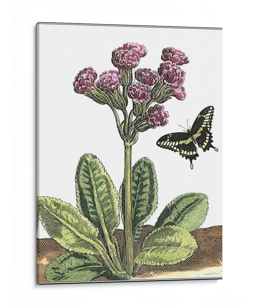 Viñeta Garden Ii - Johann De Bry | Cuadro decorativo de Canvas Lab