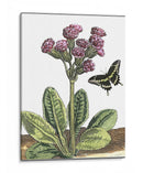 Viñeta Garden Ii - Johann De Bry | Cuadro decorativo de Canvas Lab