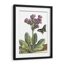 Viñeta Garden Ii - Johann De Bry | Cuadro decorativo de Canvas Lab