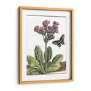 Viñeta Garden Ii - Johann De Bry | Cuadro decorativo de Canvas Lab