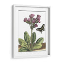 Viñeta Garden Ii - Johann De Bry | Cuadro decorativo de Canvas Lab