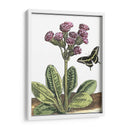 Viñeta Garden Ii - Johann De Bry | Cuadro decorativo de Canvas Lab