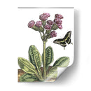 Viñeta Garden Ii - Johann De Bry | Cuadro decorativo de Canvas Lab