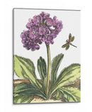 Viñeta Garden Iii - Johann De Bry | Cuadro decorativo de Canvas Lab