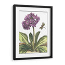 Viñeta Garden Iii - Johann De Bry | Cuadro decorativo de Canvas Lab