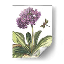 Viñeta Garden Iii - Johann De Bry | Cuadro decorativo de Canvas Lab