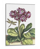 Jardín Viñeta Iv - Johann De Bry | Cuadro decorativo de Canvas Lab