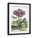 Jardín Viñeta Iv - Johann De Bry | Cuadro decorativo de Canvas Lab