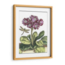 Jardín Viñeta Iv - Johann De Bry | Cuadro decorativo de Canvas Lab