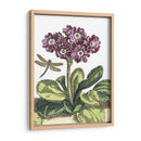 Jardín Viñeta Iv - Johann De Bry | Cuadro decorativo de Canvas Lab