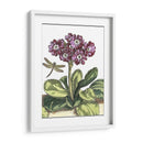 Jardín Viñeta Iv - Johann De Bry | Cuadro decorativo de Canvas Lab