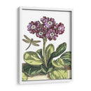 Jardín Viñeta Iv - Johann De Bry | Cuadro decorativo de Canvas Lab