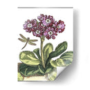 Jardín Viñeta Iv - Johann De Bry | Cuadro decorativo de Canvas Lab