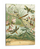 Dragonfly Reuniendo I - Vision Studio | Cuadro decorativo de Canvas Lab