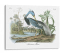 Leuisiana Heron - John James Audubon | Cuadro decorativo de Canvas Lab