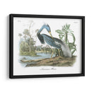 Leuisiana Heron - John James Audubon | Cuadro decorativo de Canvas Lab