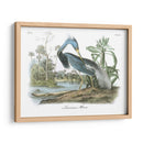 Leuisiana Heron - John James Audubon | Cuadro decorativo de Canvas Lab