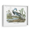 Leuisiana Heron - John James Audubon | Cuadro decorativo de Canvas Lab