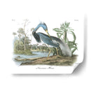 Leuisiana Heron - John James Audubon | Cuadro decorativo de Canvas Lab