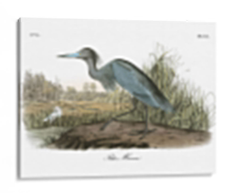 Garza Azul - John James Audubon | Cuadro decorativo de Canvas Lab
