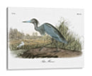 Garza Azul - John James Audubon | Cuadro decorativo de Canvas Lab